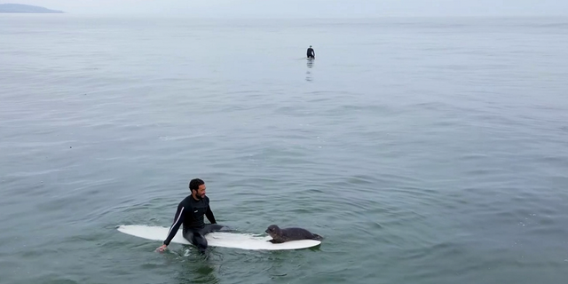 man sits on surfboard with baby seal