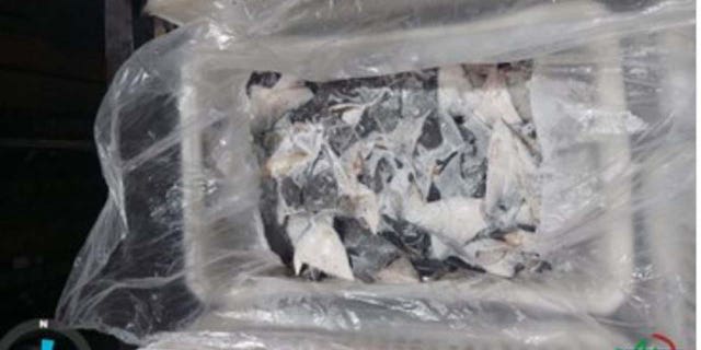 A sack full of shark fins