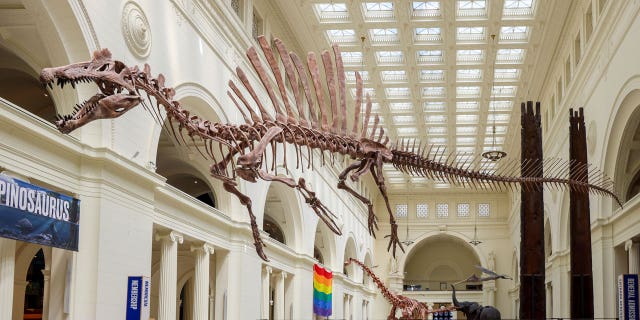 Spinosaurus skeleton cast