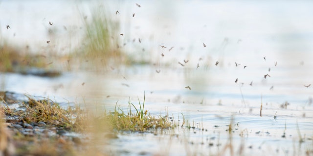 Standing water