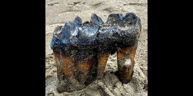 mastodon tooth in CA