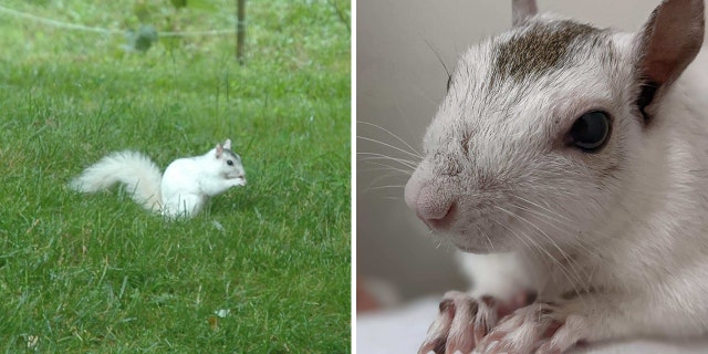 white squirrel split