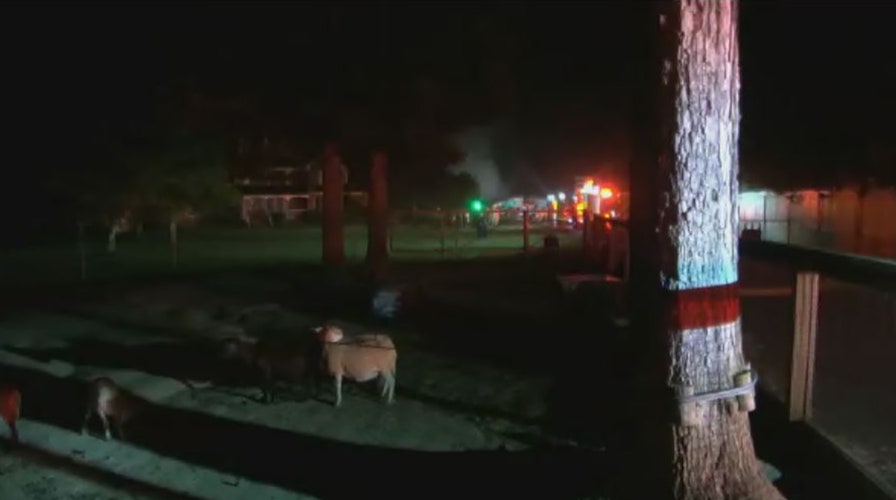 Fire at Metro Richmond Zoo in Virginia kills one animal, destroys ...