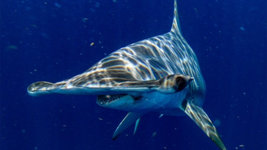 Hammerhead shark swimming