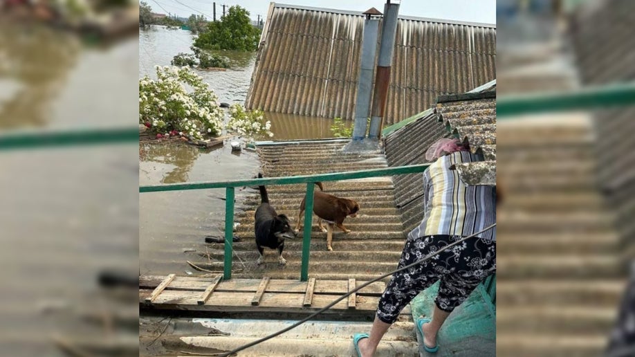 a photo of dogs waiting on a roof