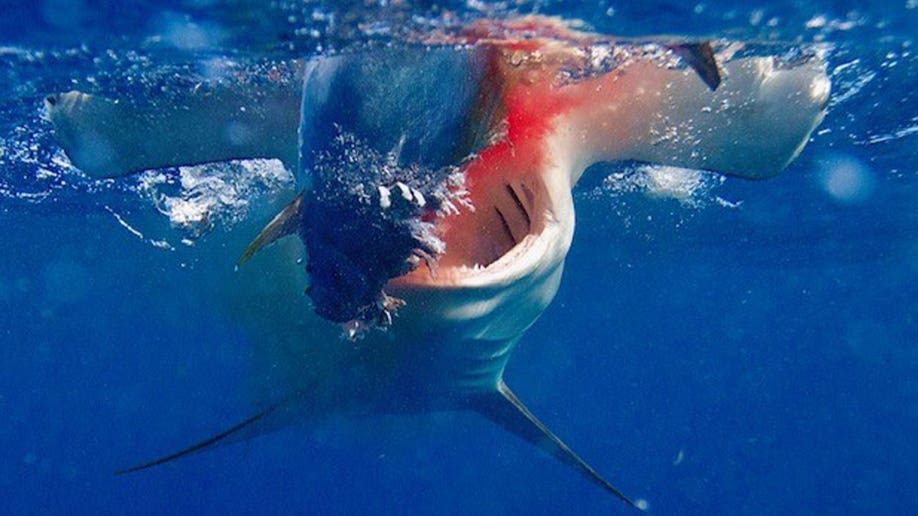 Hammerhead shark with its mouth open eating a fish