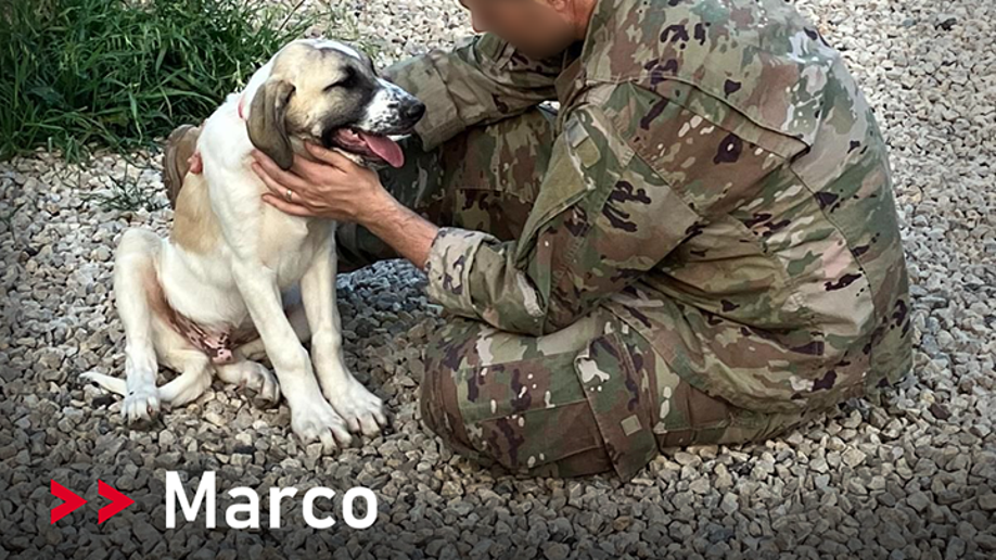 puppy marco and soldier