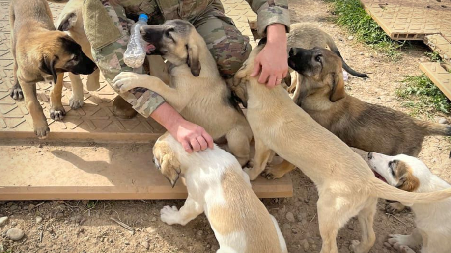 soldier with puppies