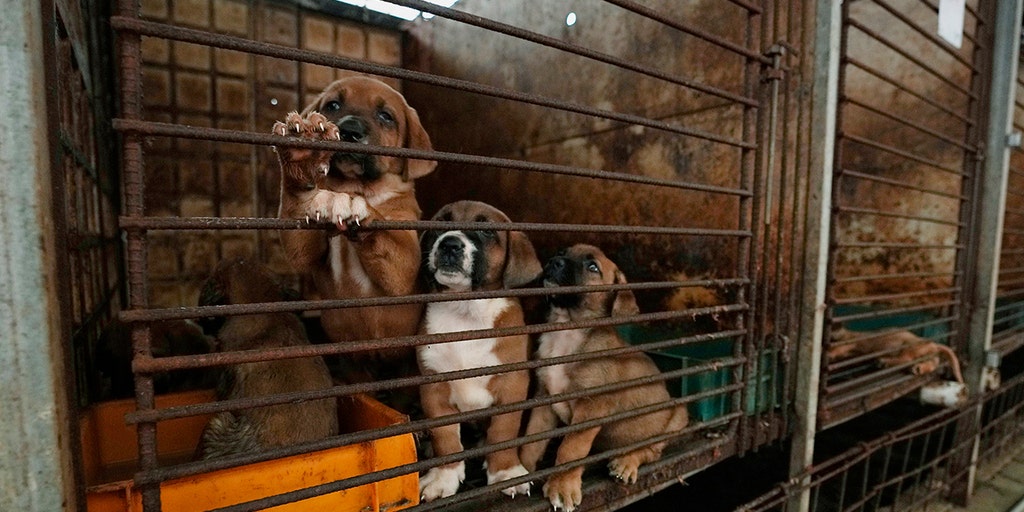 South Korean dog meat farmers push back as politicians push to eliminate the industry - Vimarsana News
