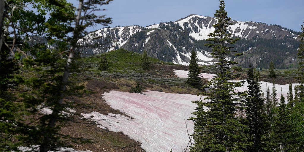 Pink-colored 'watermelon snow' on Rocky Mountains sparks interest for visitors: report - Vimarsana News