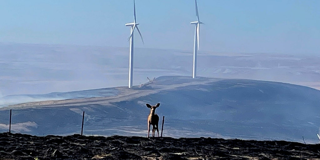 Deer take refuge from Washington wildfires at base of massive turbines as blaze expands - Vimarsana News