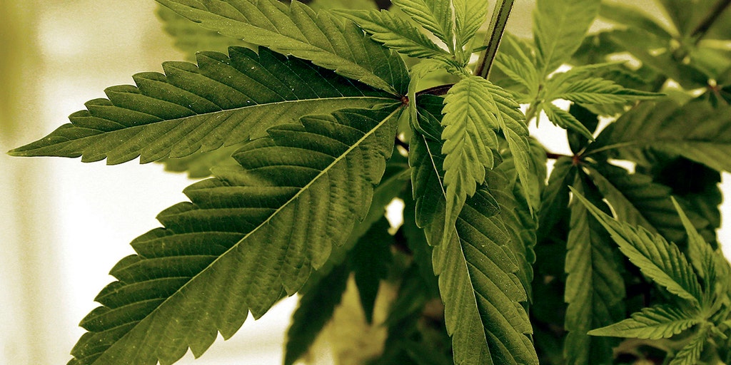Minnesota's first recreational pot dispensaries expected to be opened by 2 tribal nations - Vimarsana News