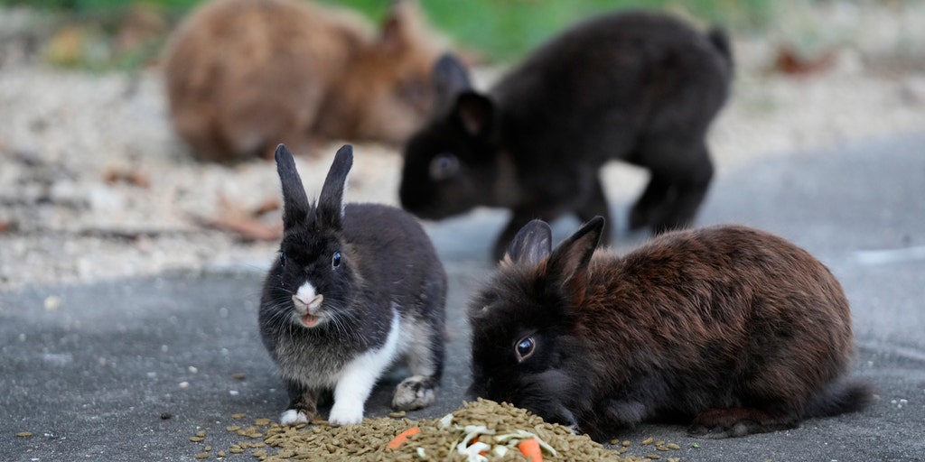 Rescue efforts underway: Florida residents react to lionhead rabbit population overrun - Vimarsana News