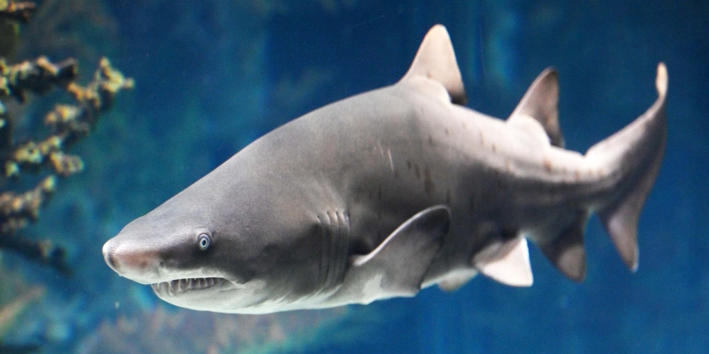 Migratory species threatened with extinction including this one type of sharks - Vimarsana News