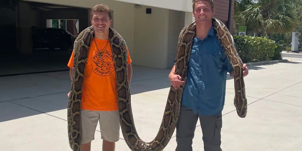 Florida conservatory documents longest Burmese python captured — 19 feet - Vimarsana News