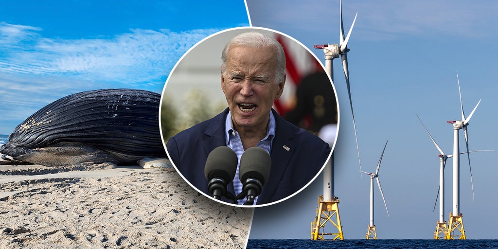 Biden administration blasted for 'hypocrisy' on offshore wind as it scrambles to probe whale deaths - Vimarsana News