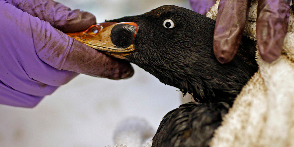 Professor urges others to celebrate 'queerness' of birds made infertile by pollution: 'Fun to be f---ed up' - Vimarsana News