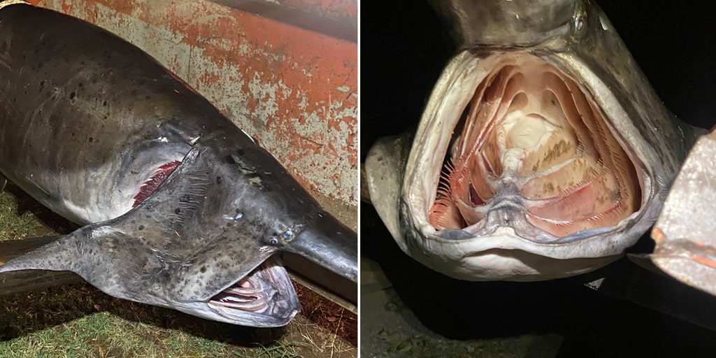 Arkansas fisherman pulls 165-pound paddlefish onto shore: 'Fish of a lifetime' - Vimarsana News