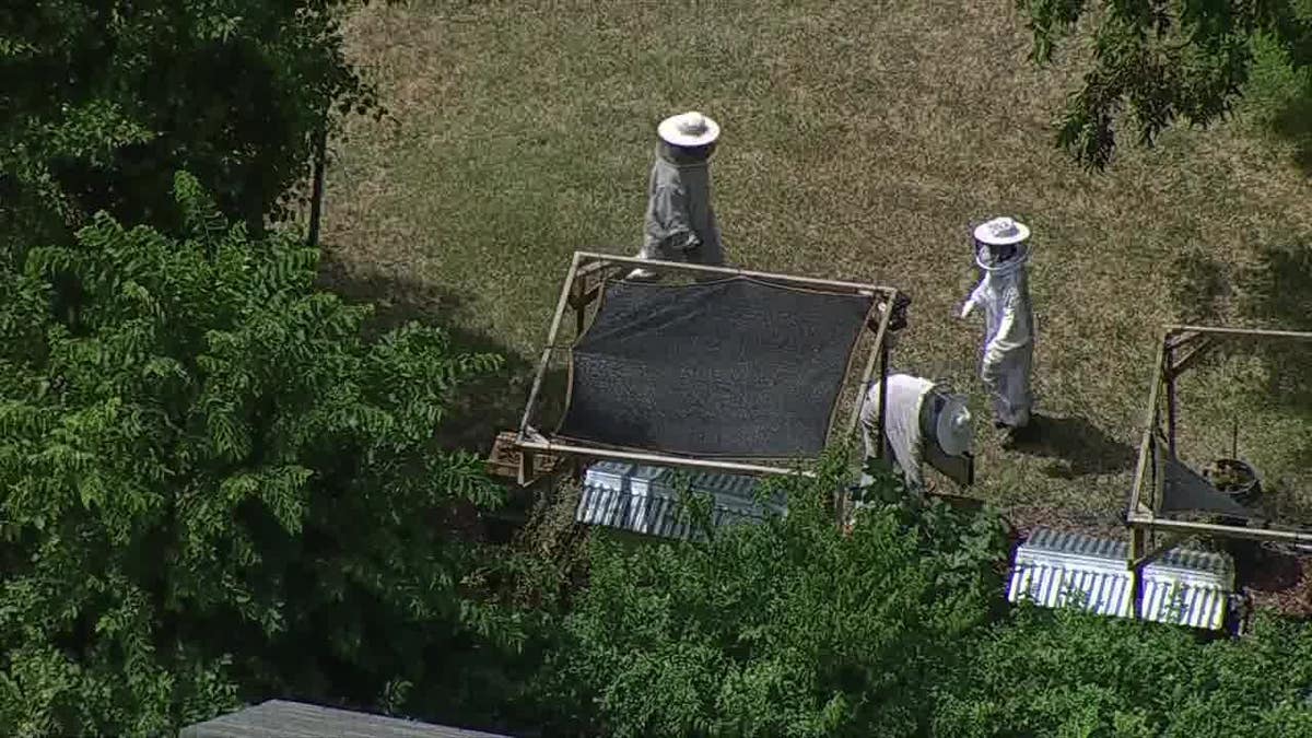 Aerial of beekeepers at scene