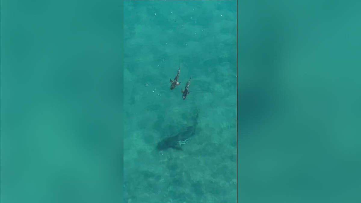 Two large cobia are seen swimming with a bull shark