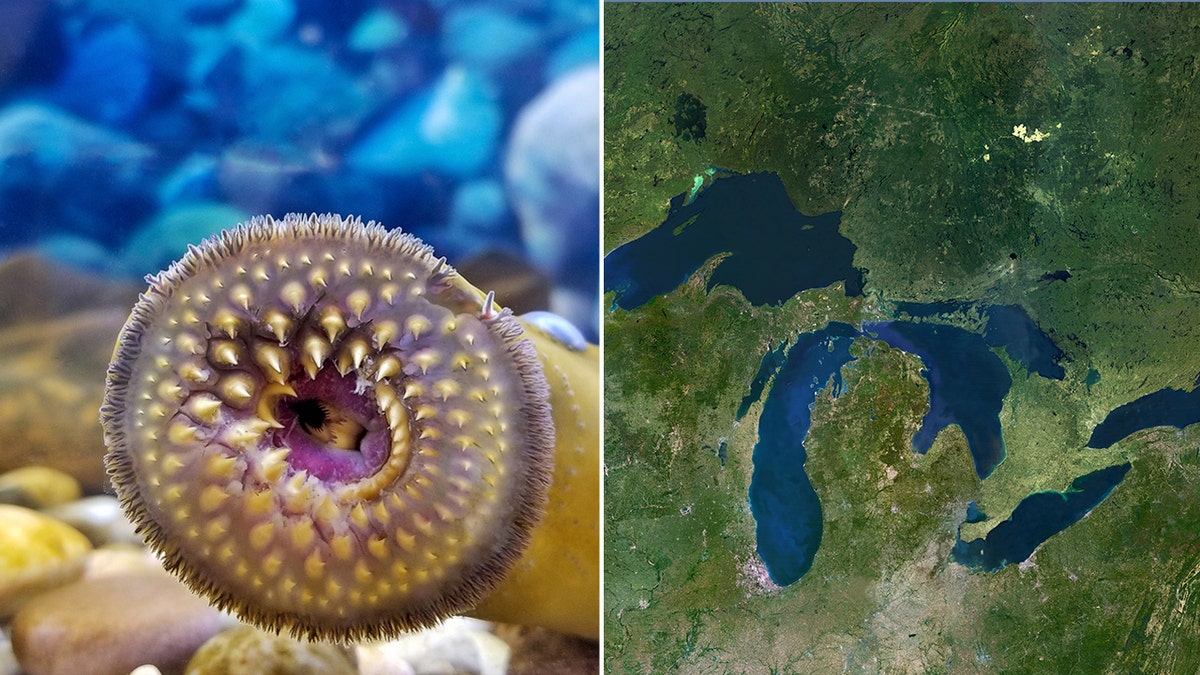 Sea lamprey mouth and Great Lakes map