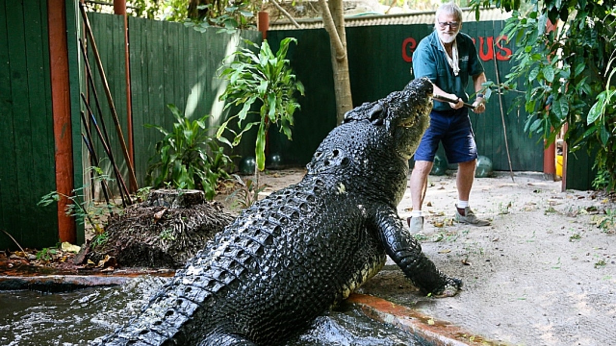 world's oldest largest croc being fed