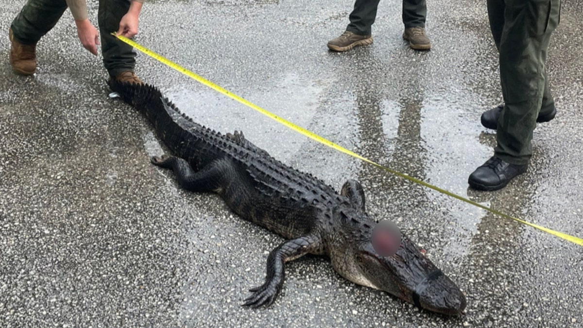 Law enforcement measure the dispatched alligator from Alexander Springs, Florida.