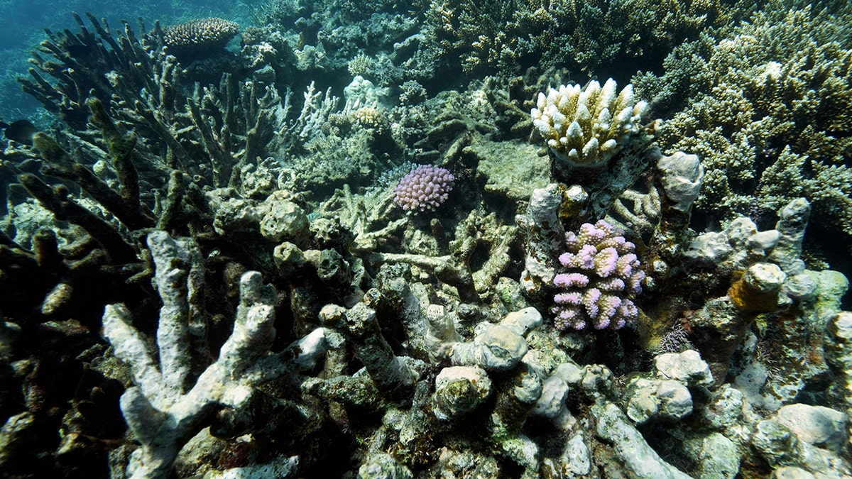 Coral on Moore Reef