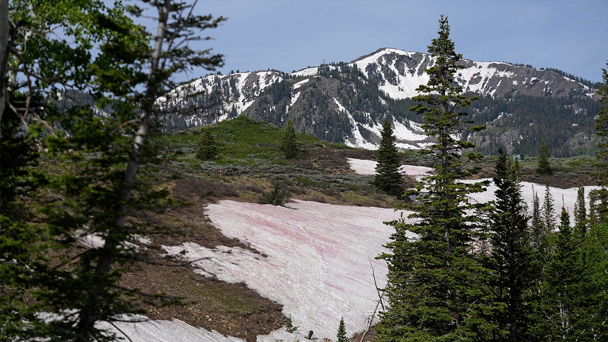 Watermelon snow on Rocky Mountains