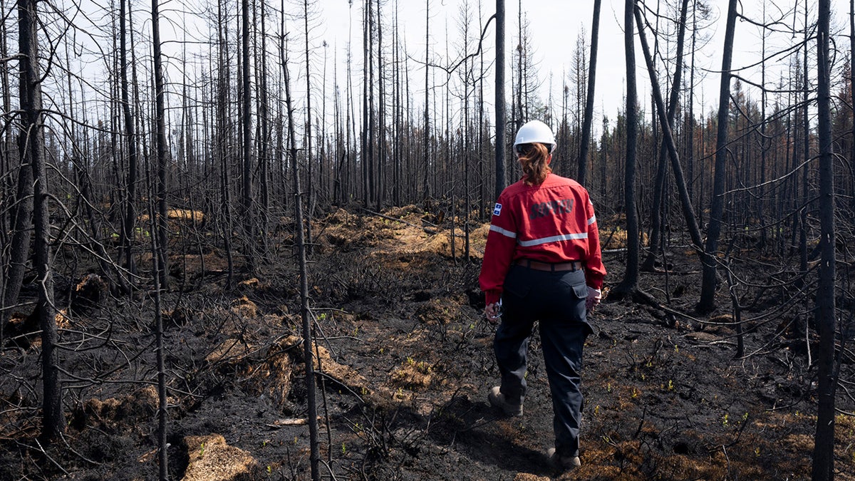 Canada fire inspector looks at damaged forest