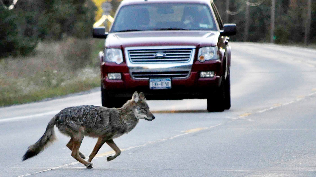 A coyote runs across New York state Route 3