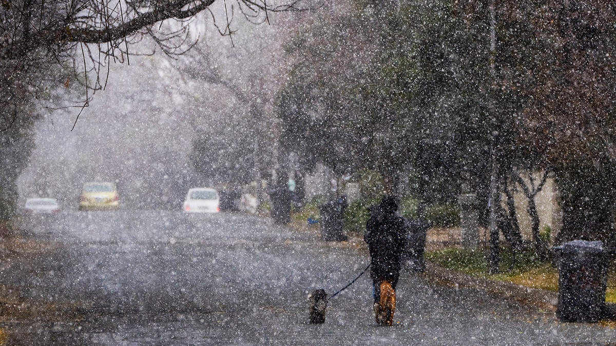 A man walks his dogs during a snow storm