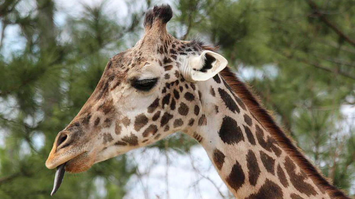Giraffe named Twiga