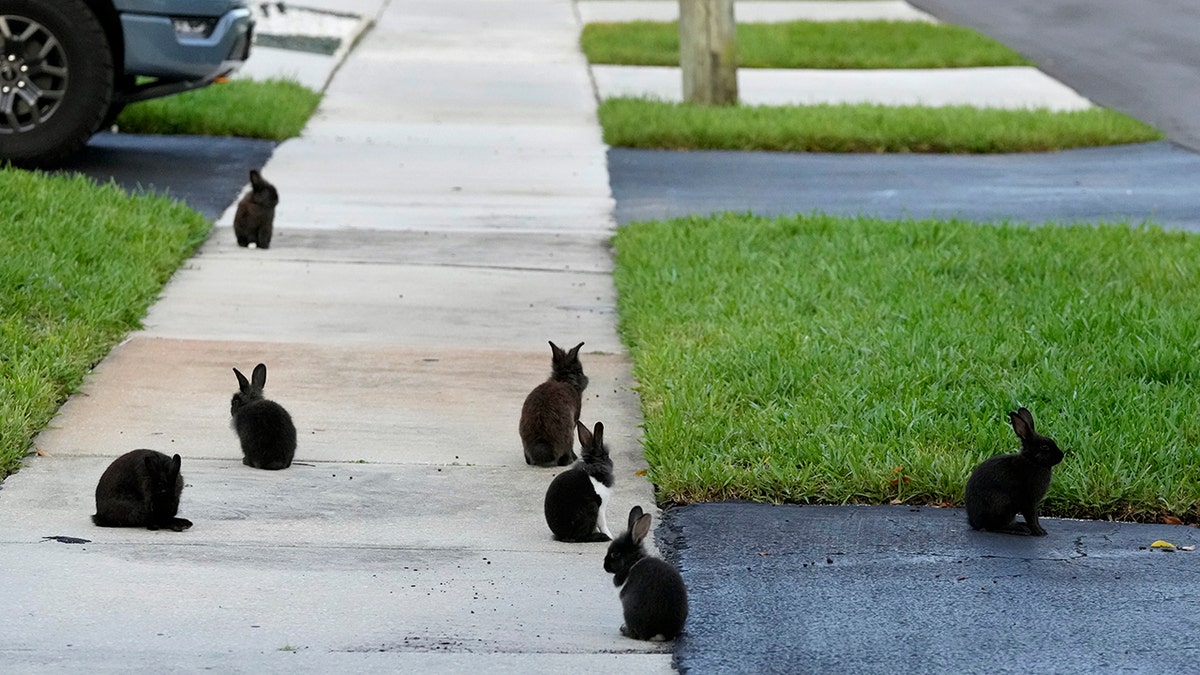 Rabbits gather on the sidewalk