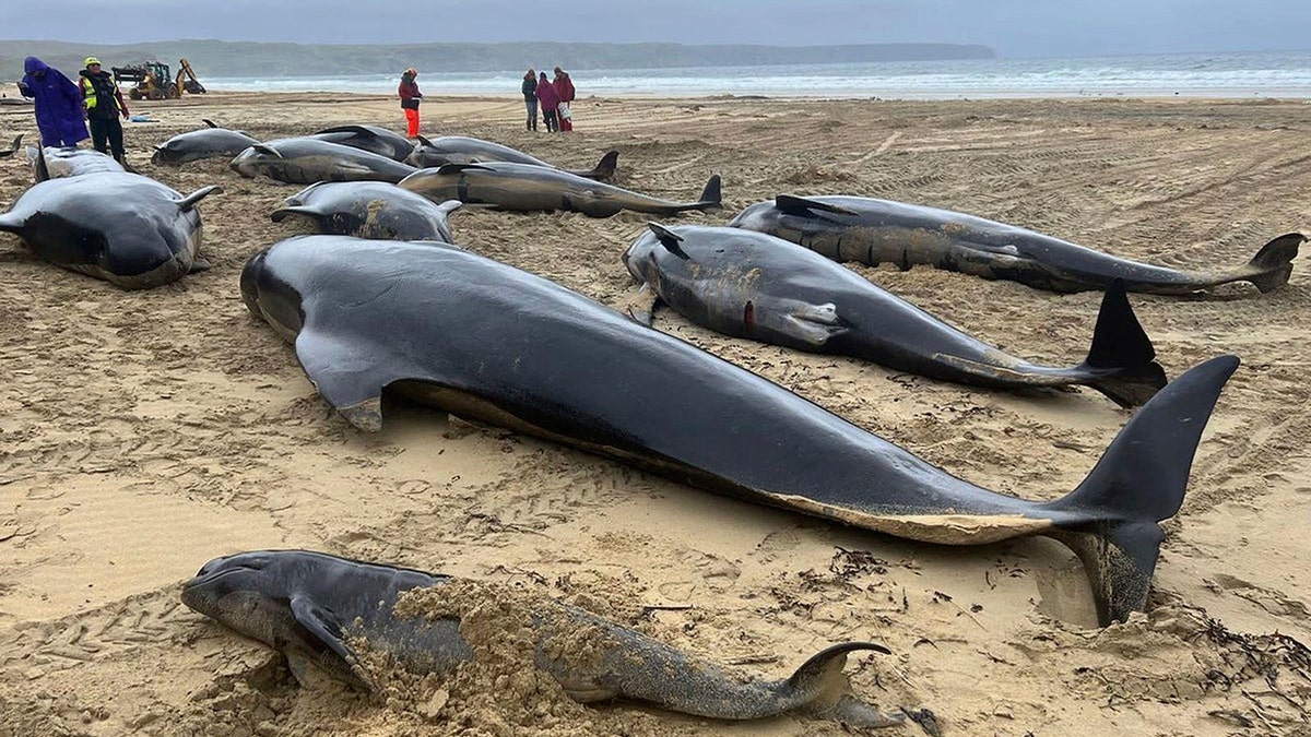 Washed up whales in Scotland