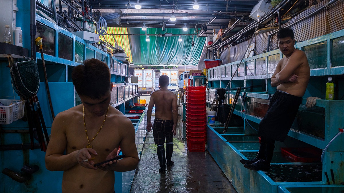 Workers arrange fish at a wholesaler