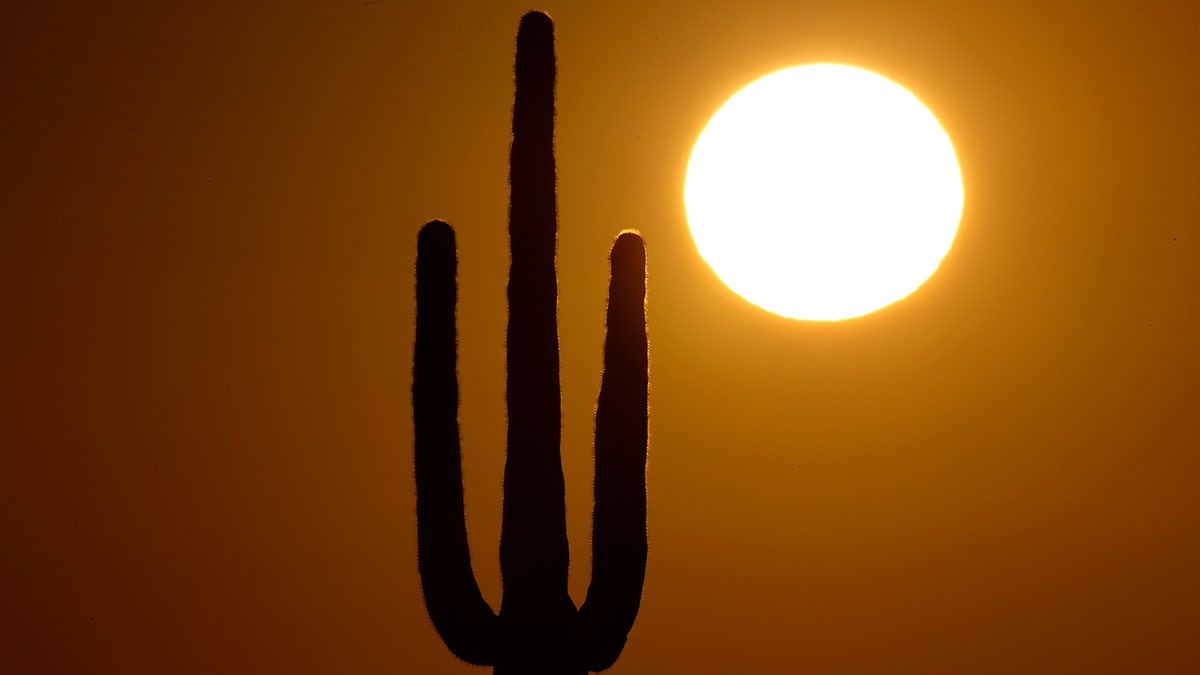 A saguaro cactus