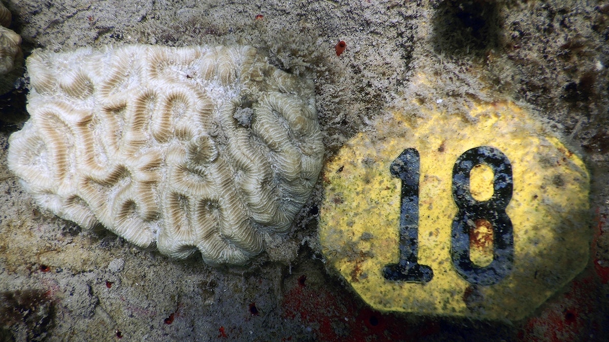 Coral bleaching