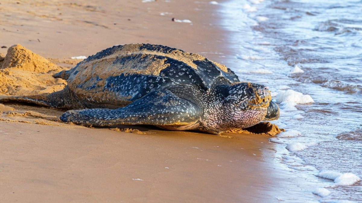 A leatherback sea turtle on a beach