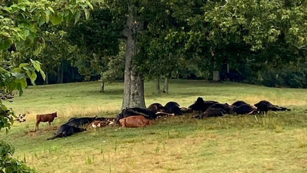 Cattle hit by lightening under a tree