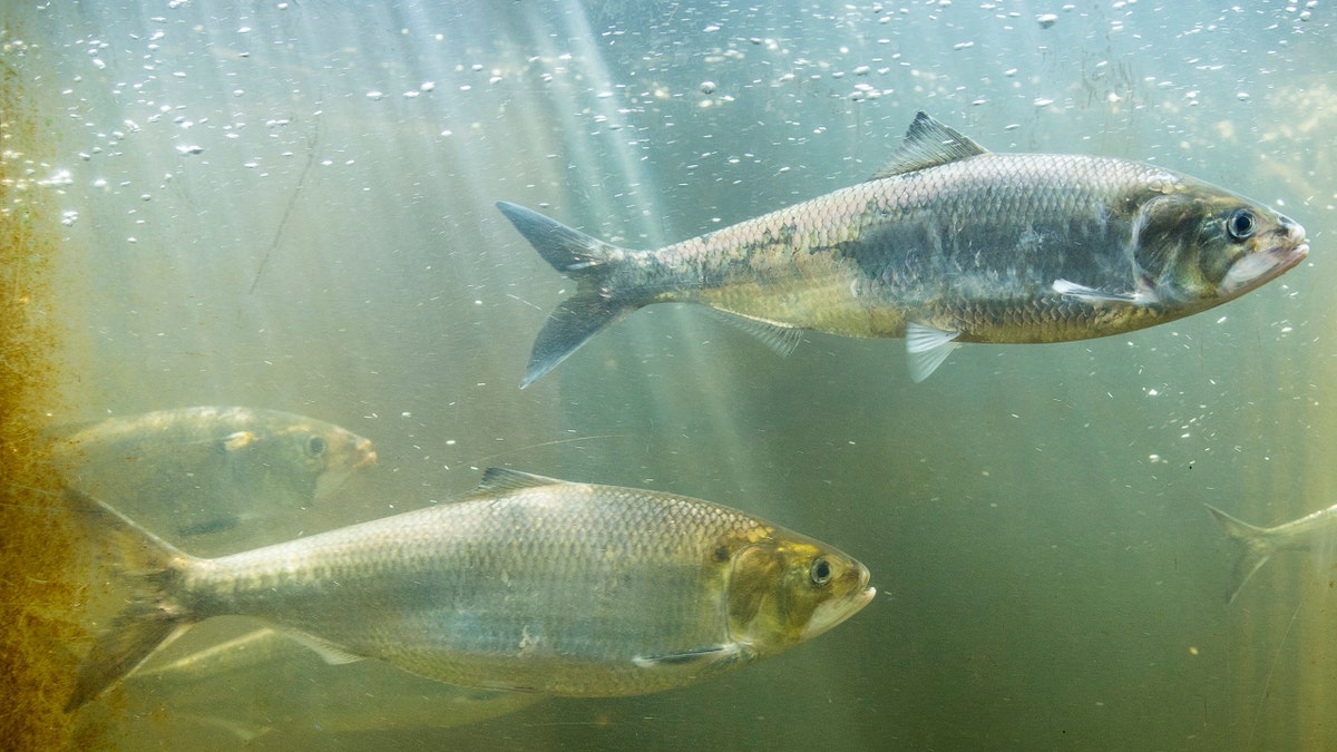 American Shad in the Saco River