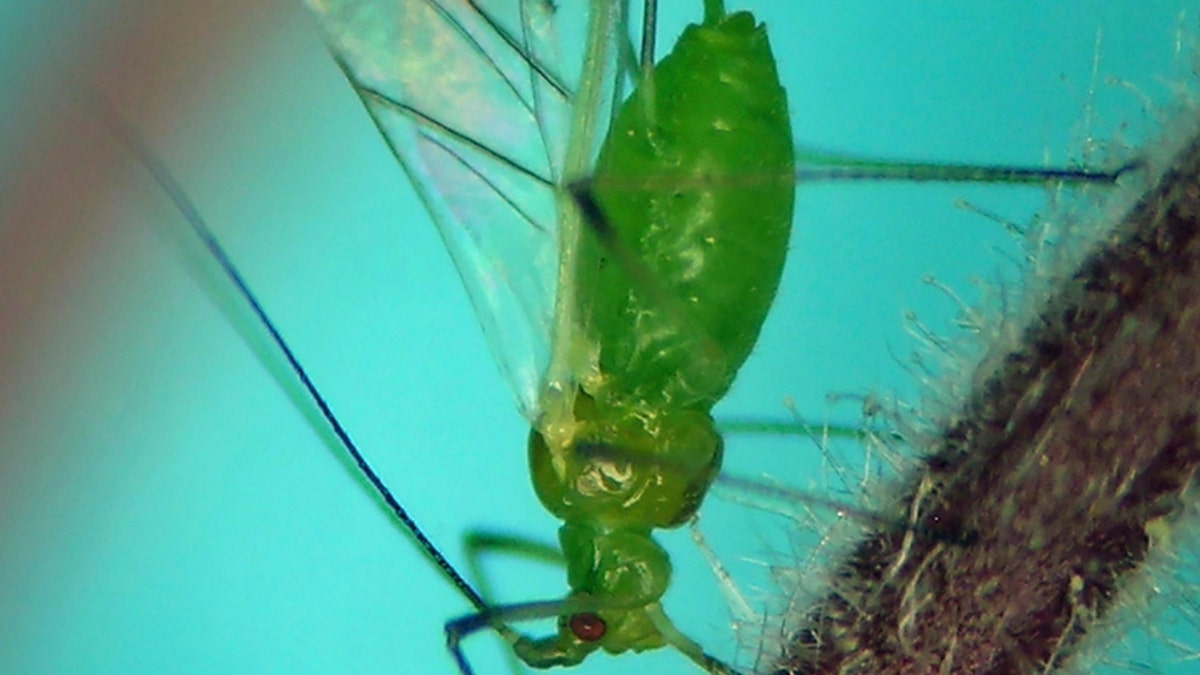 An aphid feeds on a plant