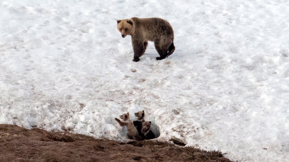 Uma ursa cuida de seus três filhotes em North Slope Borough