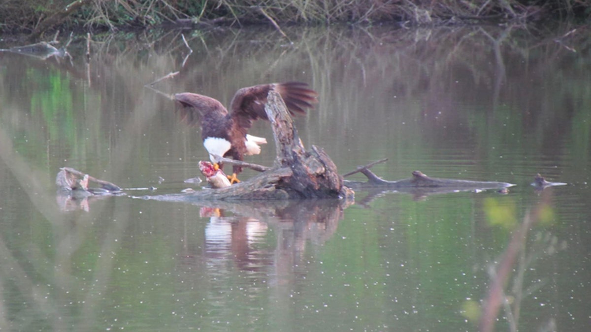 Bald Eagle eating on log in water