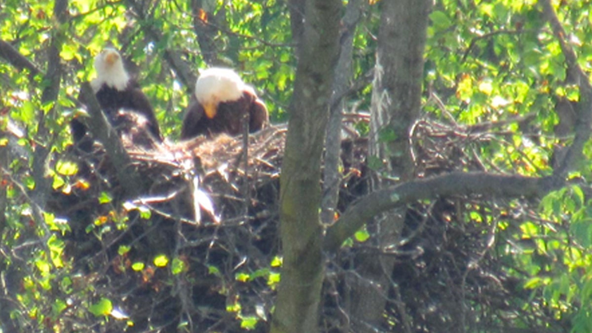 Two bald eagles in a nest in a tree