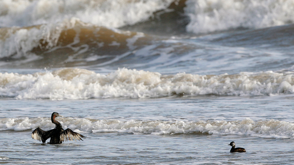 Sea birds in oil at the beach