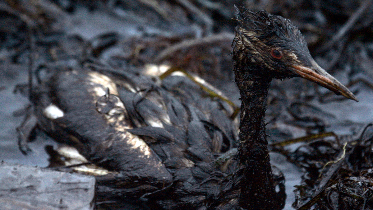 Bird coated in black sludge