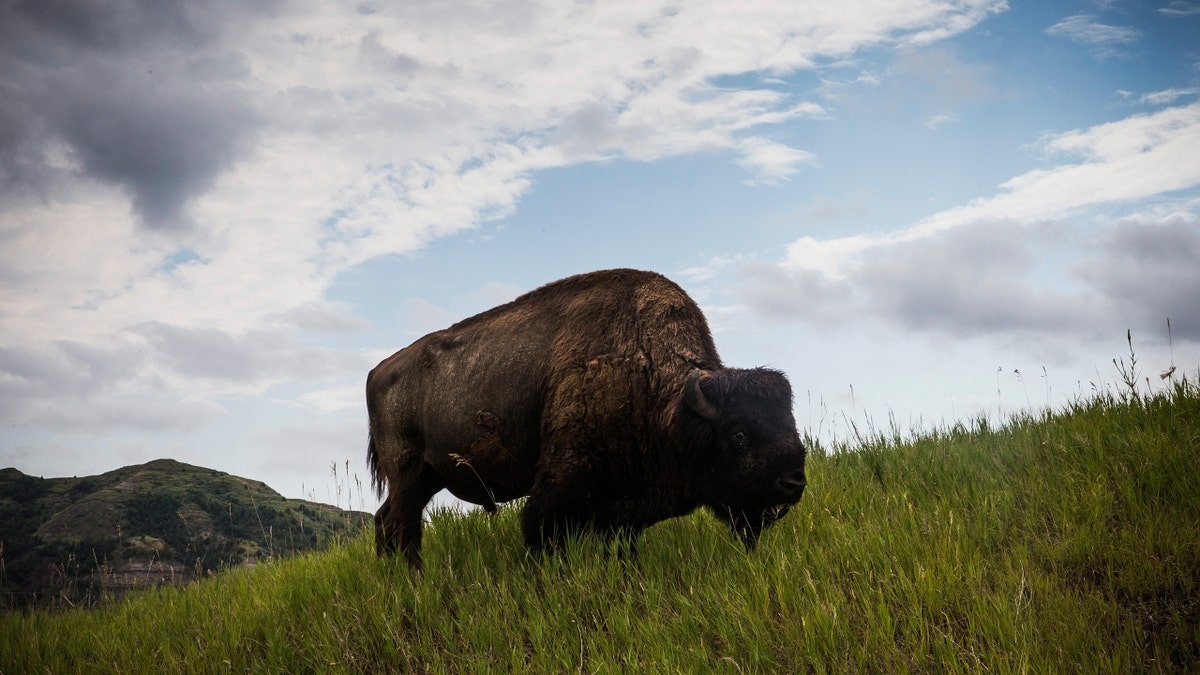 A bison is seen in Theodore Roosevelt National Park
