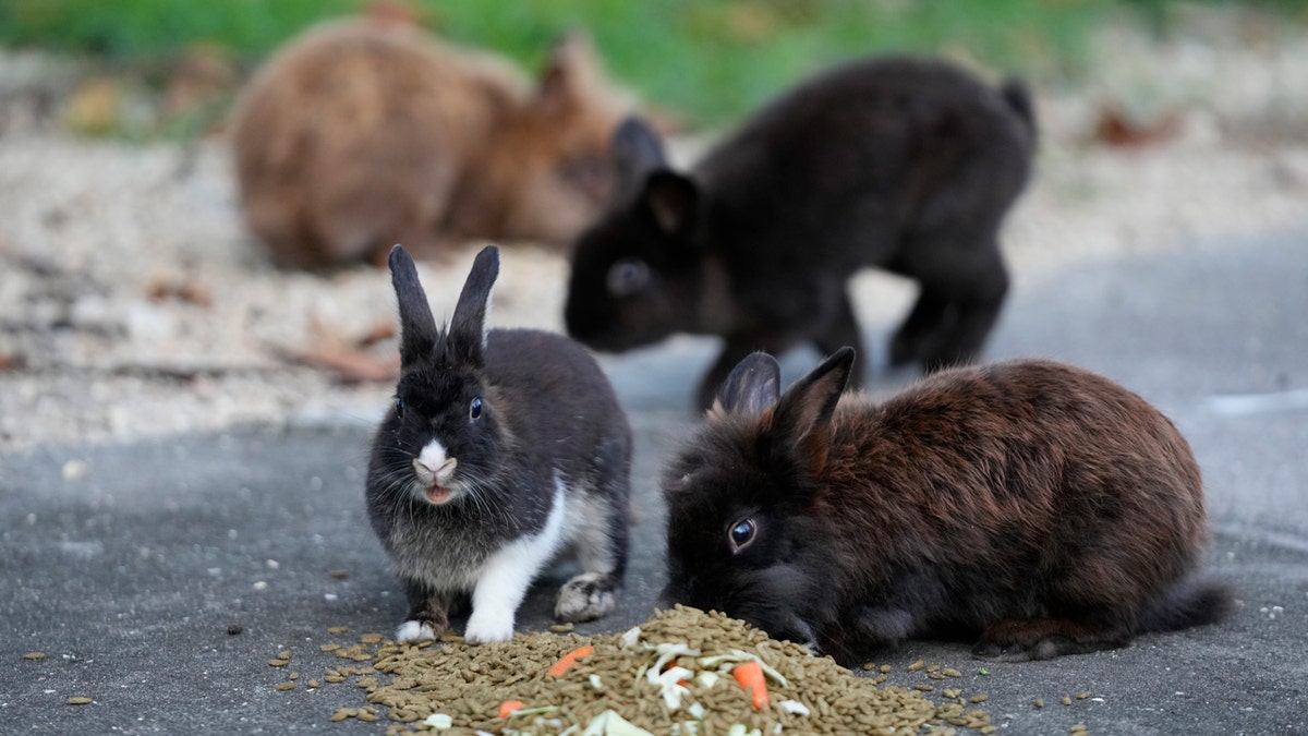 FL bunnies