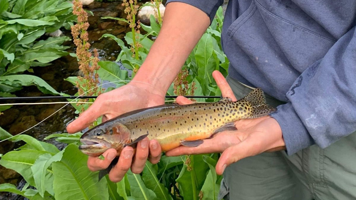 Person holds a small trout in their hands.